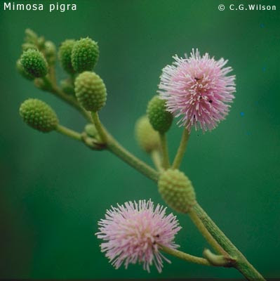 arbustos argentinos Carpinchera Mimosa pigra