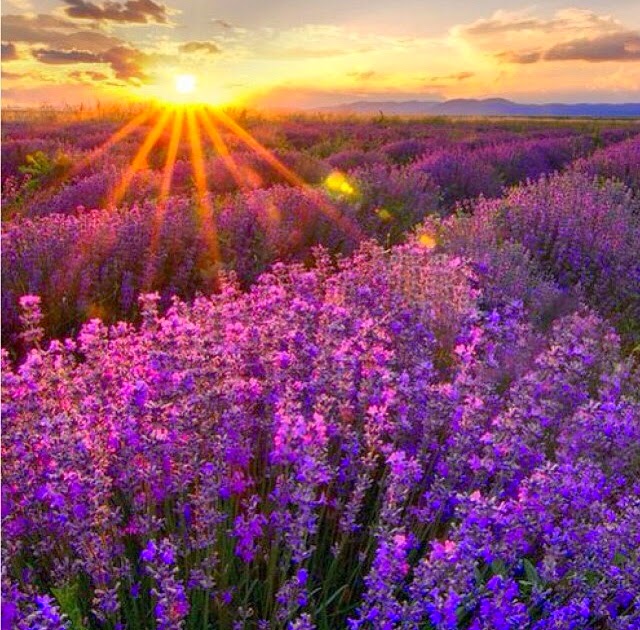 Renova Fazzoletti Tascabili Lavanda - Confezione Da 6, Profumati, 21x21 Cm, 3 Veli