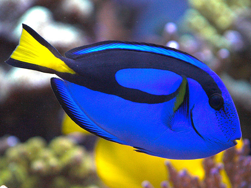 Life Of Sea Life Of Blue Tang