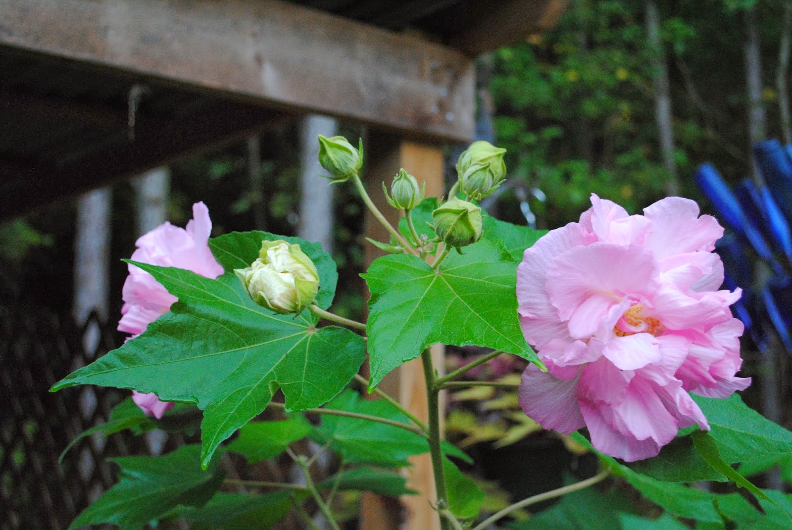 Brambly Pines Confederate Rose