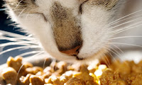 A cat eating dry kibble