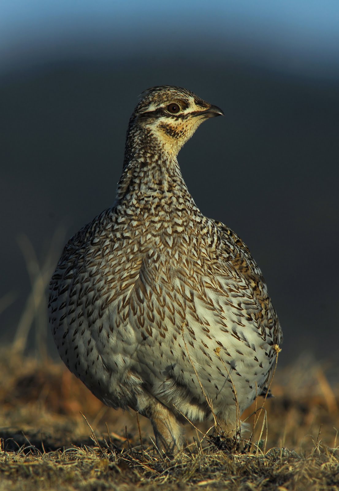 Spring Creek Chronicles: Grasslands Music Spring Creek Chronicles: Grasslands Music