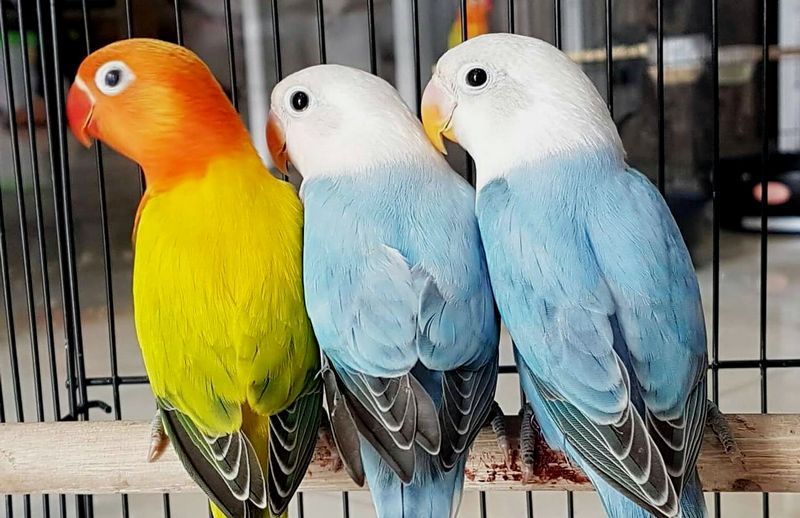 Harga Burung Lovebird Biola Euwing Terbaru Trik Dan Tips Budidaya