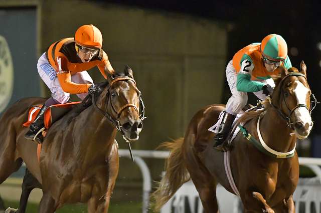 Angelado corre hoy el Handicap Picacero en San Isidro Angelado The Leopard San Isidro