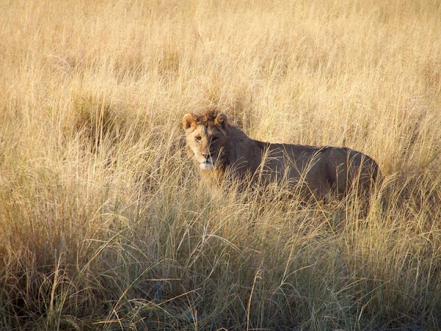 inspiration, taupe, blend, lion, lioness, africa, ngorongoro crater