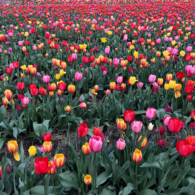 Abbotsford tulip festival, april 2019