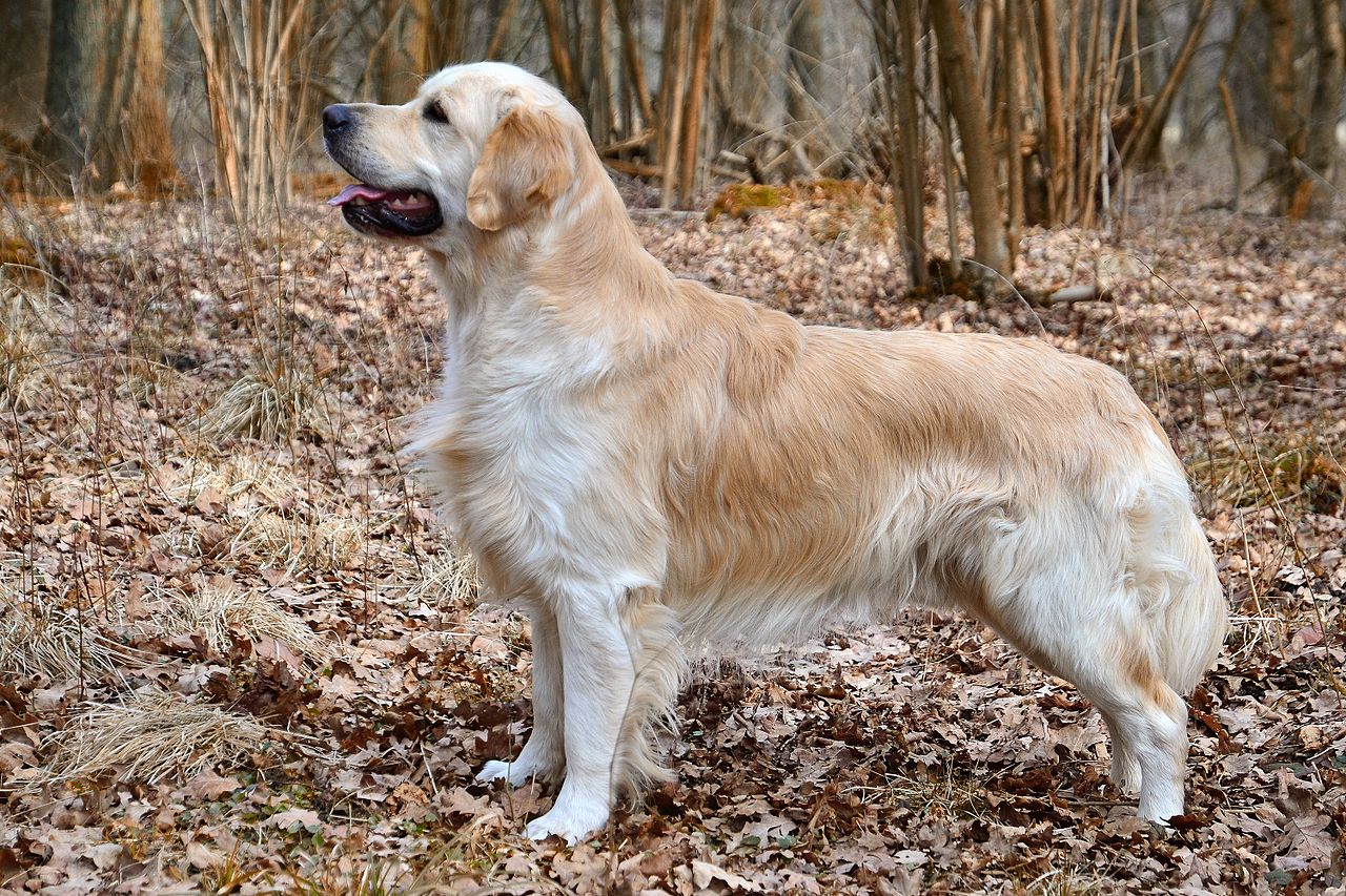 Hip Dysplasia And Golden Retrievers