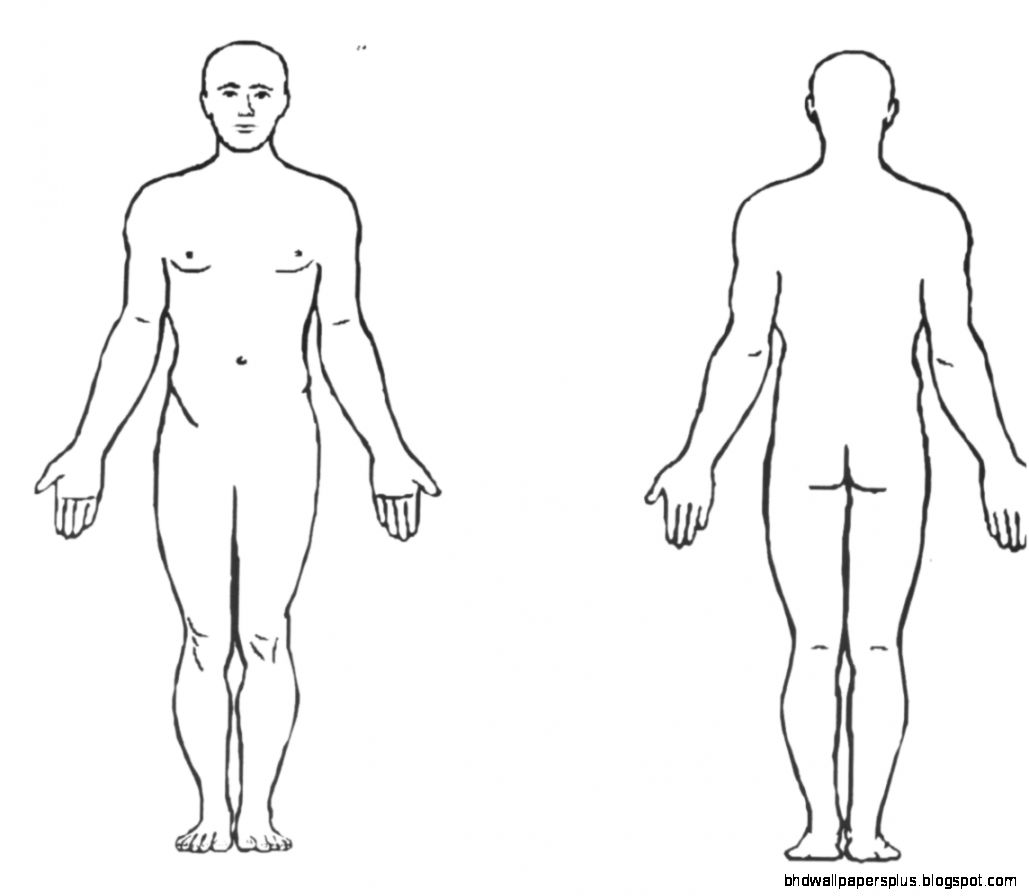 Human Anatomy  Physiology Final Exam Review  SHS