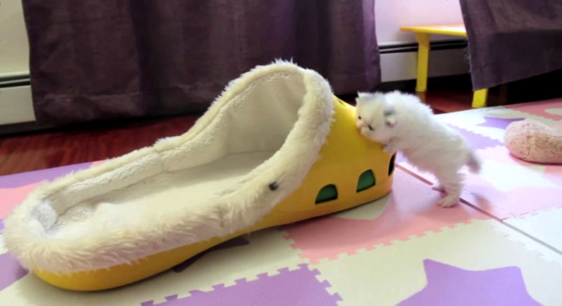 Meet Marshmallow Japans Super Cute Preemie Kitten Meet Marshmallow Japans Super Cute Preemie Kitten