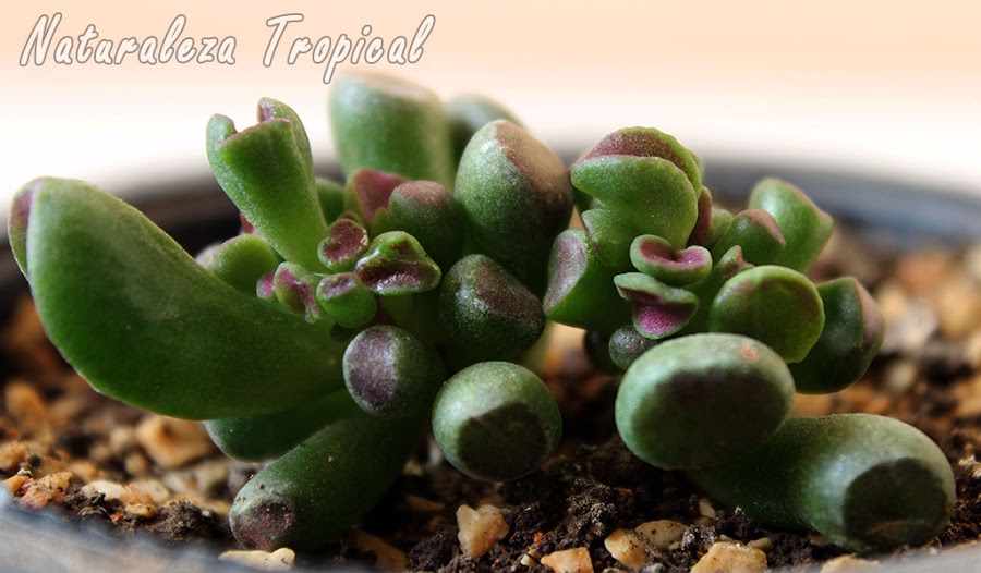 Otra foto de la planta Hobbit o Gollum, Crassula ovata monstrosa