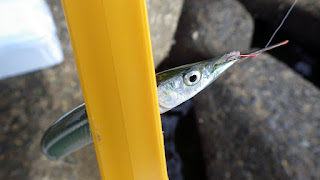 サヨリ 湾奥 ガルプサンドワーム サヨリ 湾奥 ガルプサンドワーム