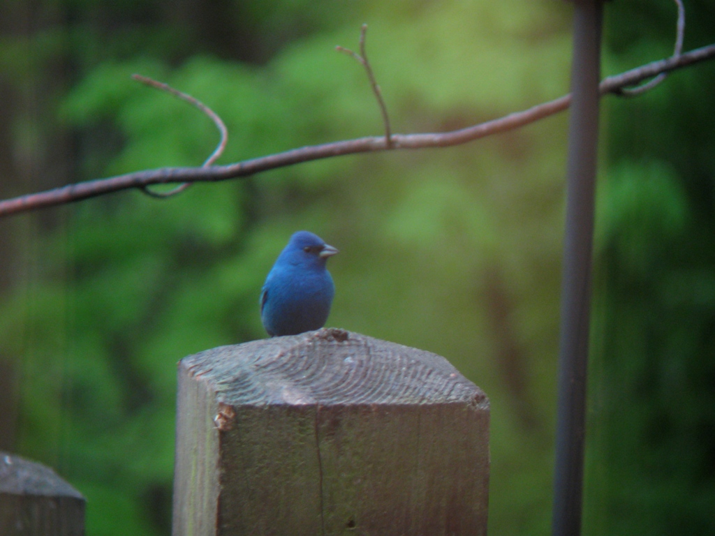 Birding North Central Massachusetts..... Recent Yard Birds