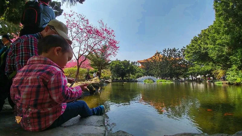 中正紀念堂櫻花花況3月28日拍攝|中正紀念堂賞櫻地圖|原生櫻花區-大漁櫻-山櫻花-重瓣緋寒櫻
