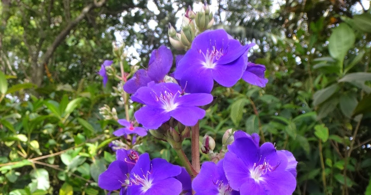 Uma flor por dia Orelhadeurso, orelhadeonça