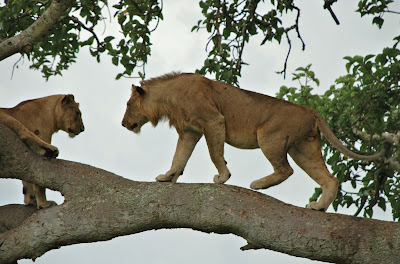 tree climbing lions uganda