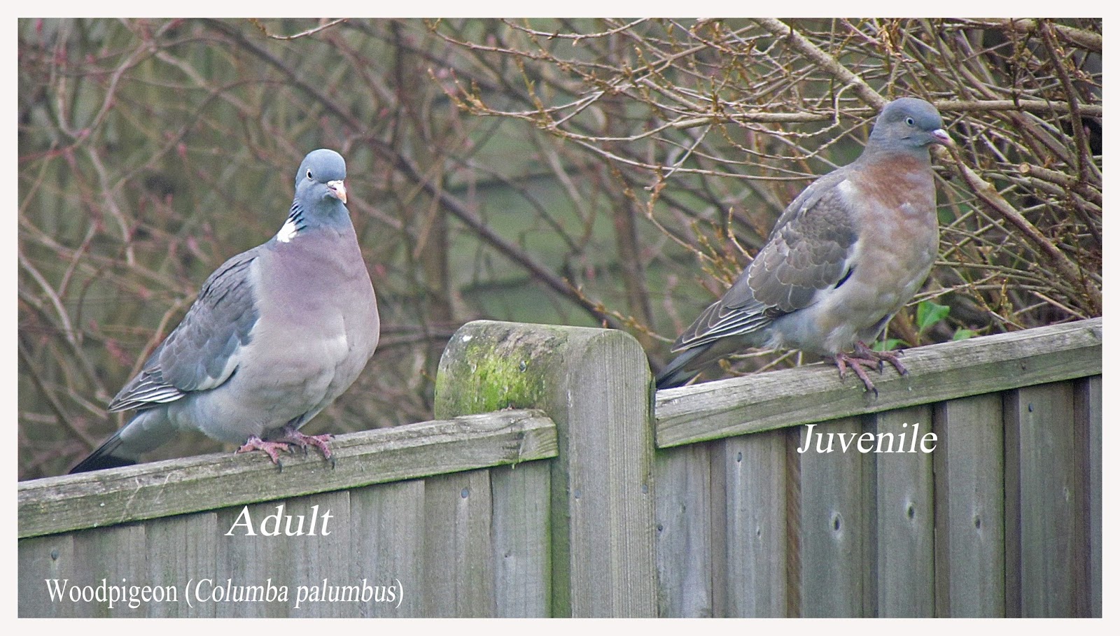 A Natural History of Paddock Wood in 2016 Wood Pigeons buck the trend