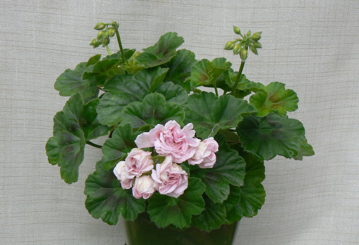 Pelargonium  Millfield Rose