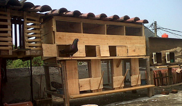 Desain Cara Membuat Pagupon Kandang Merpati Dari Bambu dan