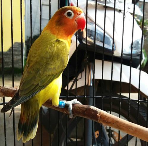 Mengenal Ciri Ciri Burung Lovebird Euwing Serta Harga Pasarannya