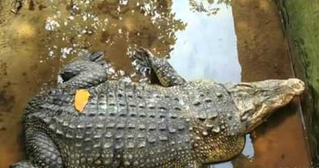 Legenda Danau Dendam Tak Sudah(DDTS) di Bengkulu Antara Keindahan dan