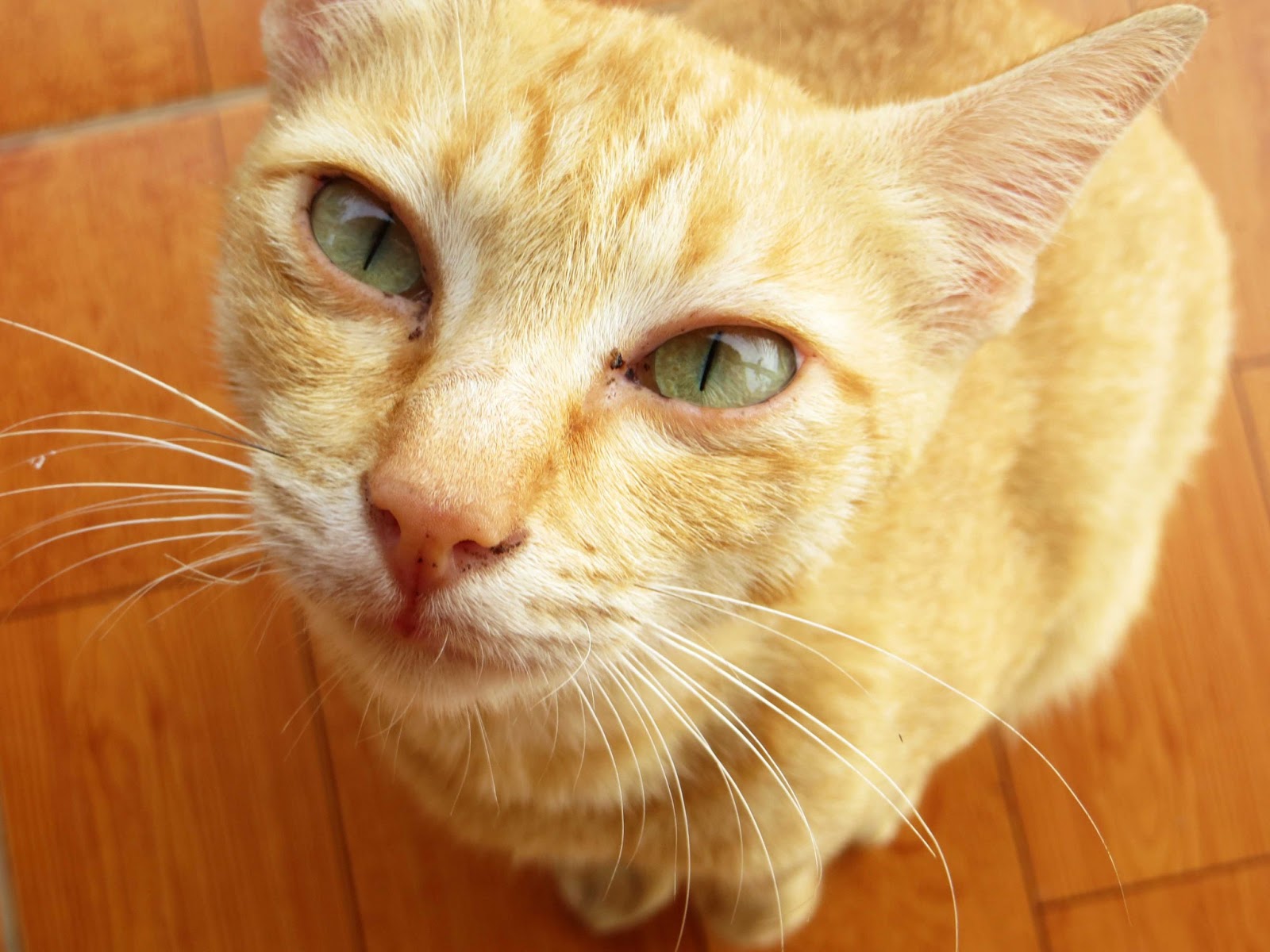 sconzani Cambodia's Cats