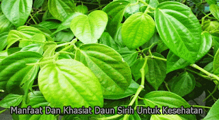 MANFAAT DAUN SIRIH UNTUK KESEHATAN