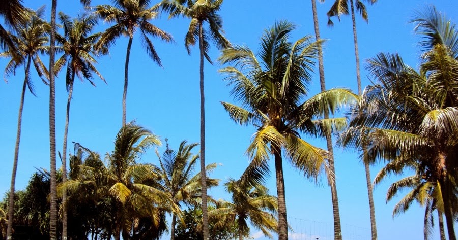 Contoh Teks Report Contoh Teks Report Bahasa Inggris Dan