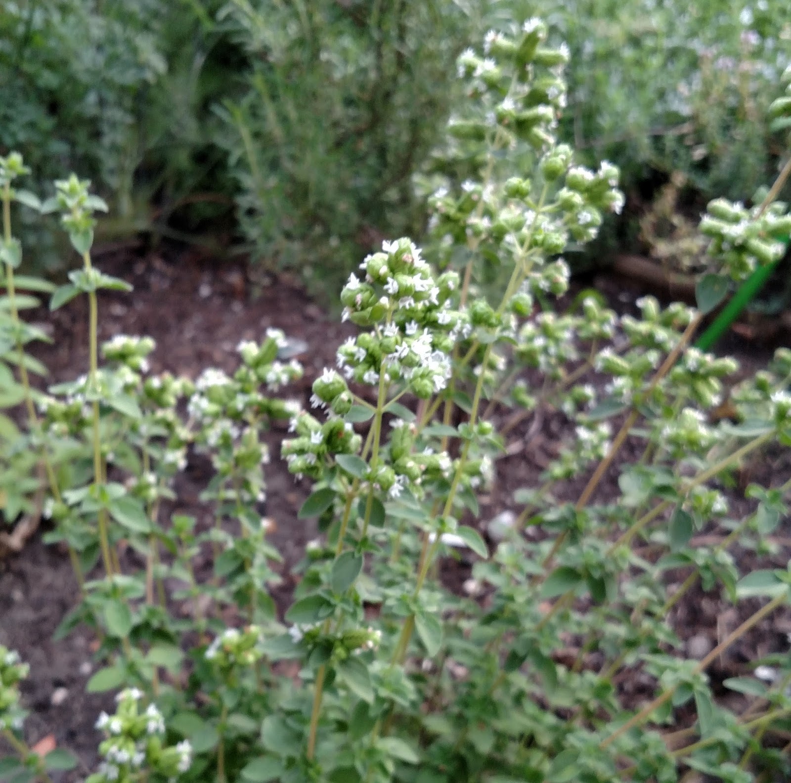 Backyard Patch Herbal Blog Flowering herbs what to do with the bolting herb