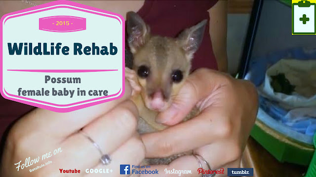 Rehab | Possum | female baby in care