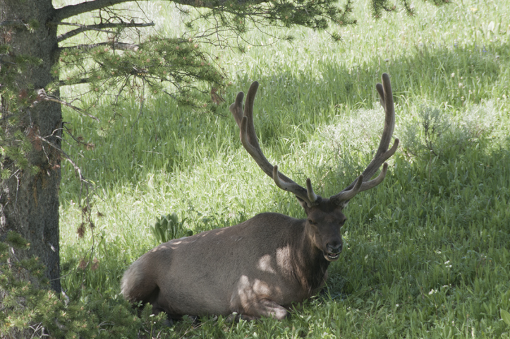 elk vs deer urine elk vs deer urine