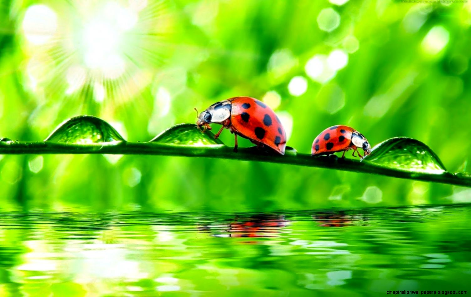 Beautiful Wallpapers Ladybugs Wallpapers