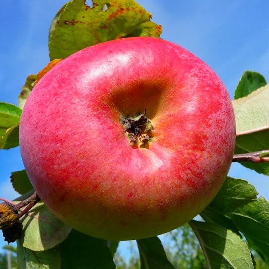 https://www.treesandplants.co.uk/products/Peasgood%27s-Nonsuch-Apple-Trees.html