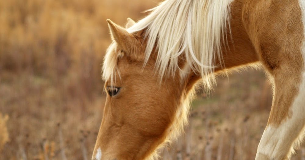 Muscle Tremor Disorder That Only Effects Quarter Horses?! The Rider's
