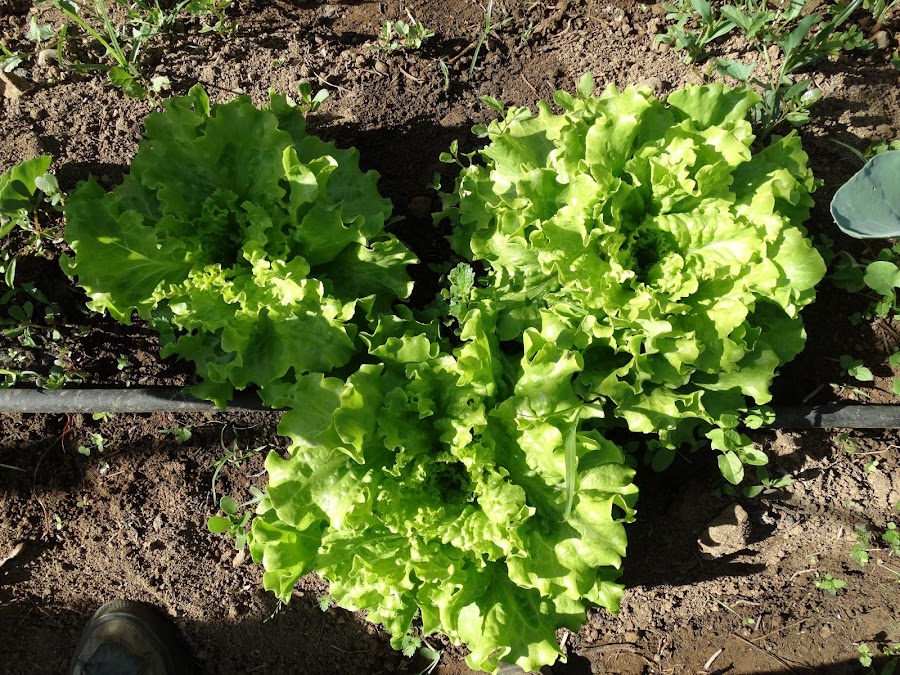 Lechuga verde rizadas