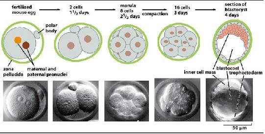 Dapat embrio beberapa bertahan kata apa cacing selama hewan embrio maksud pita tahun tersebut pada Siklus Hidup
