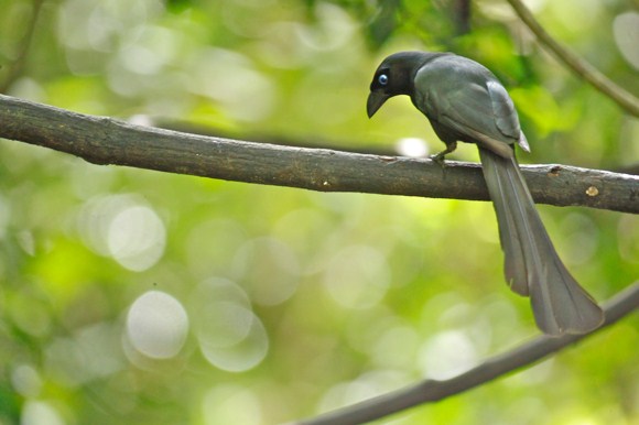 Mengenal Dekat Jenis Dari Burung Murai Irian Tangkar Centrong Yang