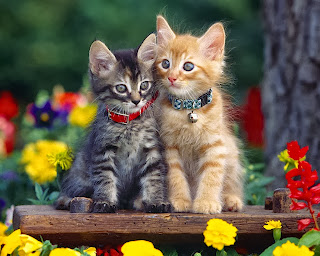 Beautiful Wallpaper: Cute And Pretty Cat Wallpapers
