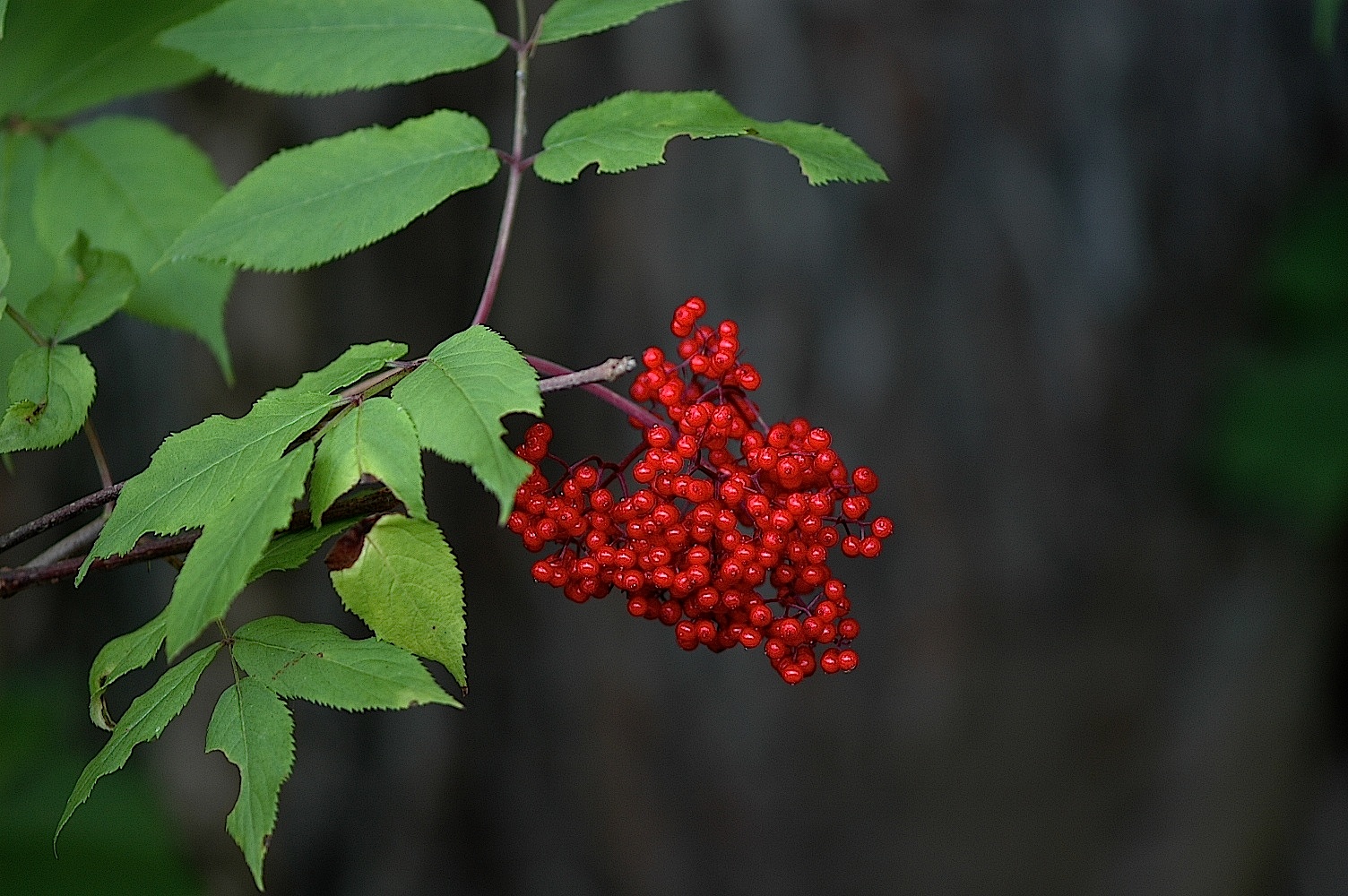 Field Biology in Southeastern Ohio Mill Creek Metro Park, Boardman OH.