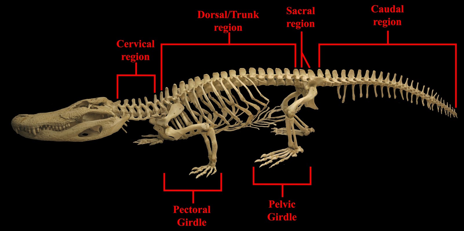 Biology of the Reptilia: Laboratory #1: General Anatomy of Reptiles by