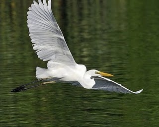 Lukisan Burung Bangau Terbang Cikimm Com