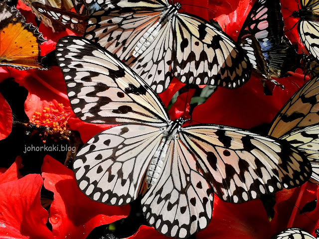 Entopia-Penang-Butterfly-Farm-Teluk-Bahang-Penang 