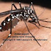 Ini Dia Gejala Demam Berdarah (Dengue) Beserta Cara Pencegahannya