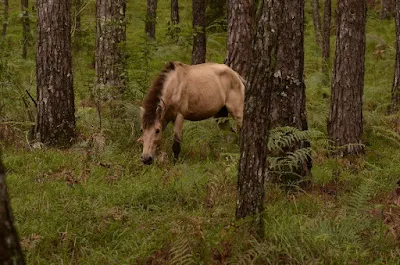 Equine Grazing Baguio City Philippines