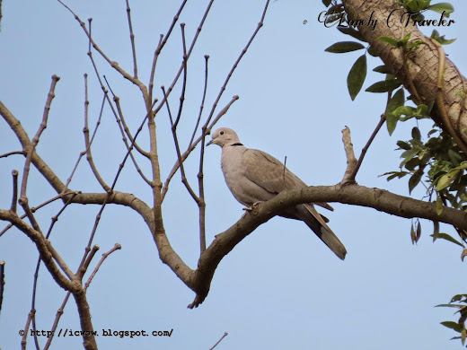 Eurasian collared dove - Streptopelia decaocto