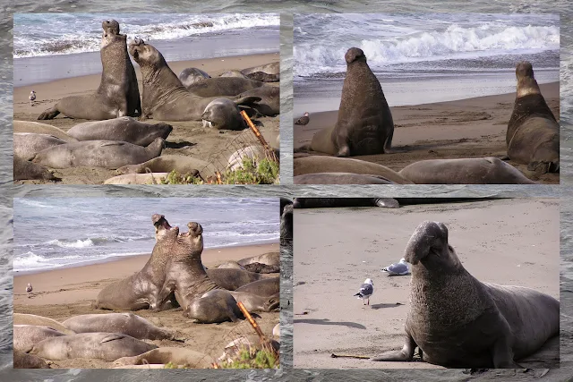 California Coast Drive - Elephant Seals at Piedras Blancas