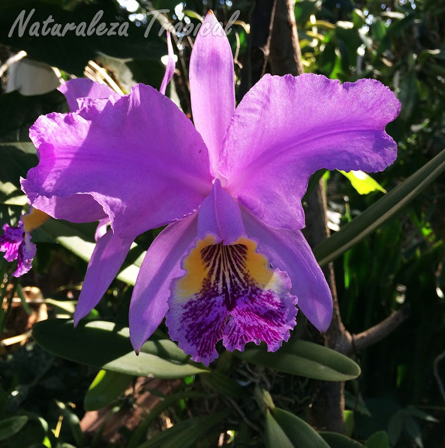 Flor de posible híbrido de la orquídea Cattleya lueddemanniana