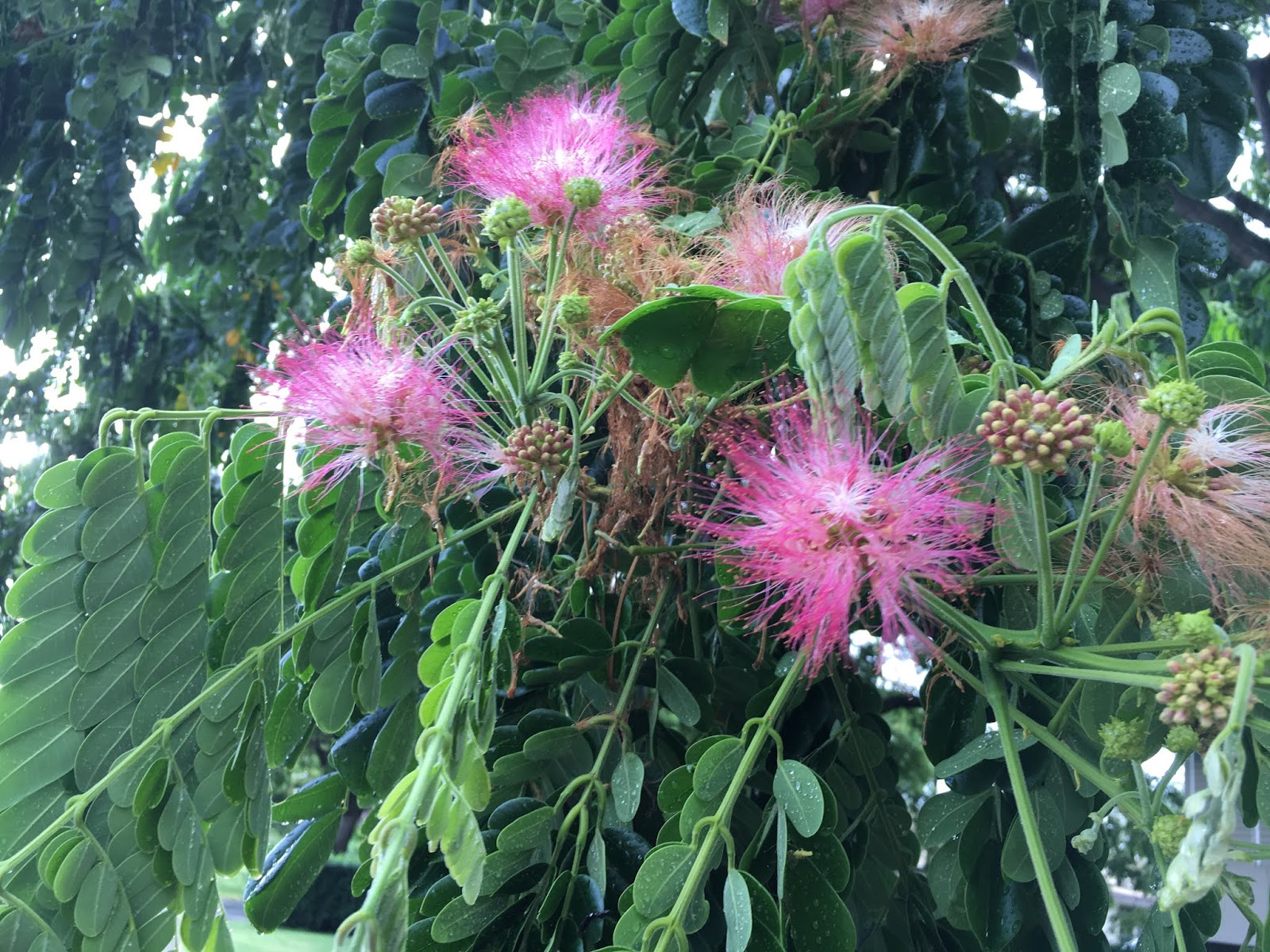 monkey pod tree growth rate Nicol Benoit