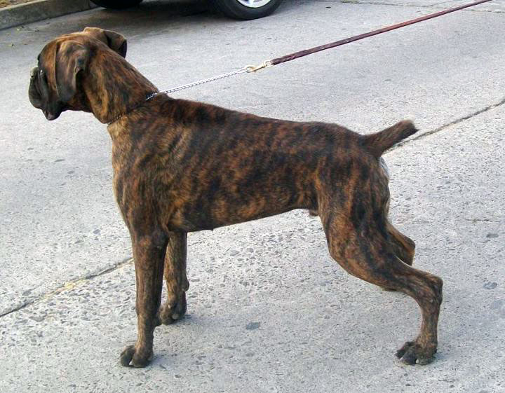 boxer from mexico boxer from mexico