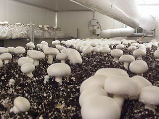Hydroponics mushroom growing kits