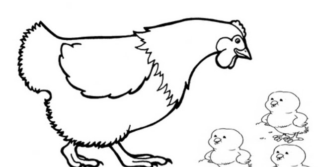 Contoh Gambar Mewarnai Gambar Ayam Sketsa Kataucap